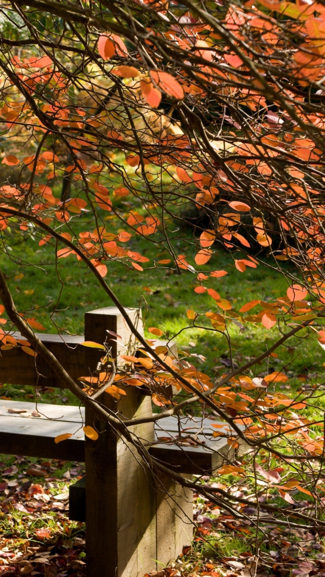 Das Autumn Bench Wallpaper 640x1136