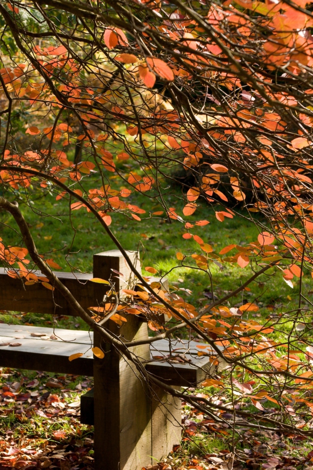 Das Autumn Bench Wallpaper 640x960
