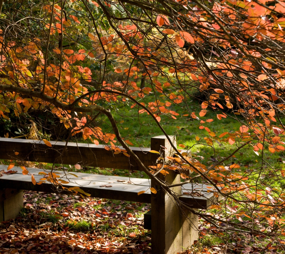 Autumn Bench wallpaper 960x854