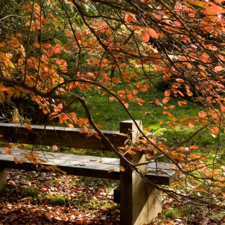 Autumn Bench sfondi gratuiti per iPad Air