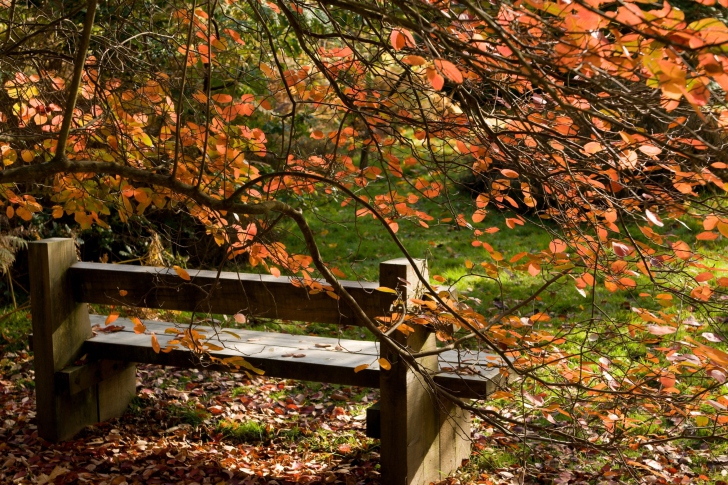 Обои Autumn Bench
