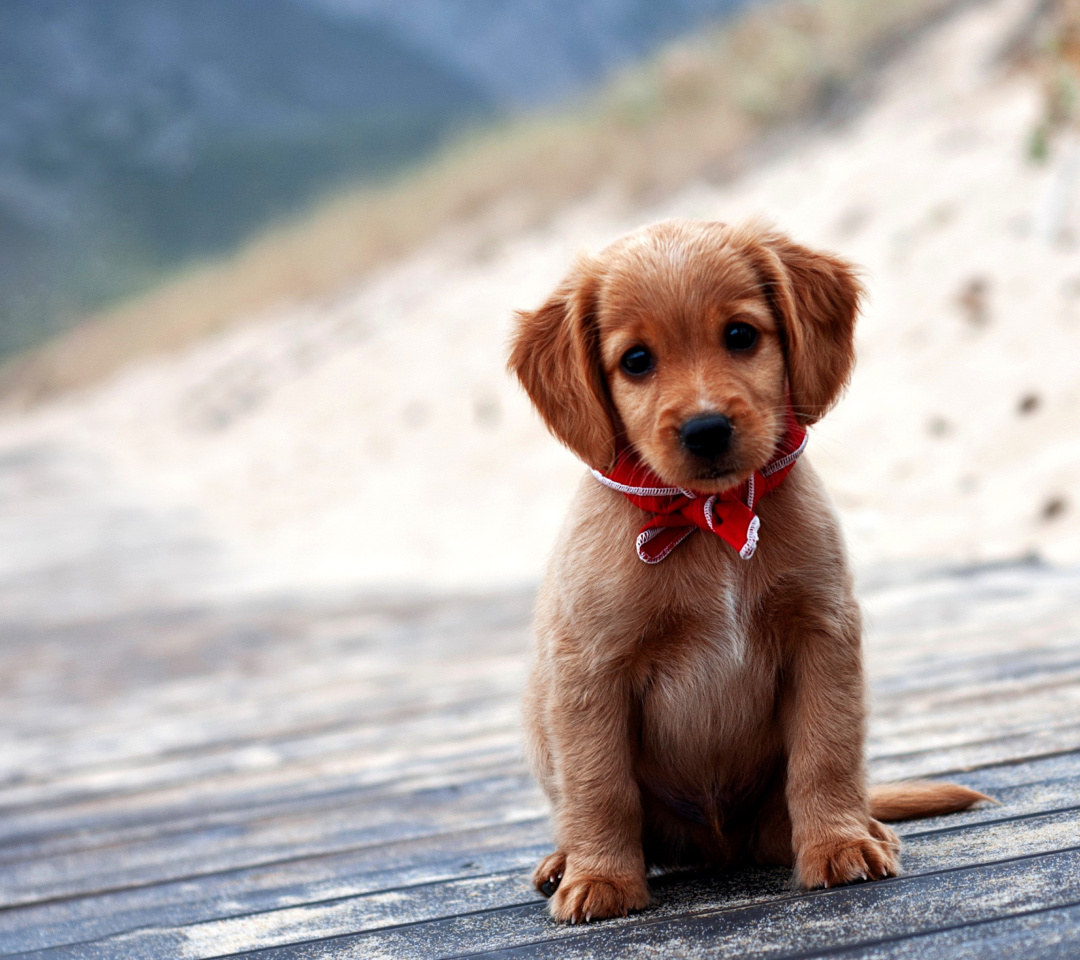 Sfondi Beagle Puppy 1080x960