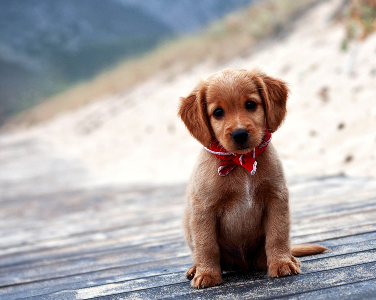 Sfondi Beagle Puppy 1280x1024