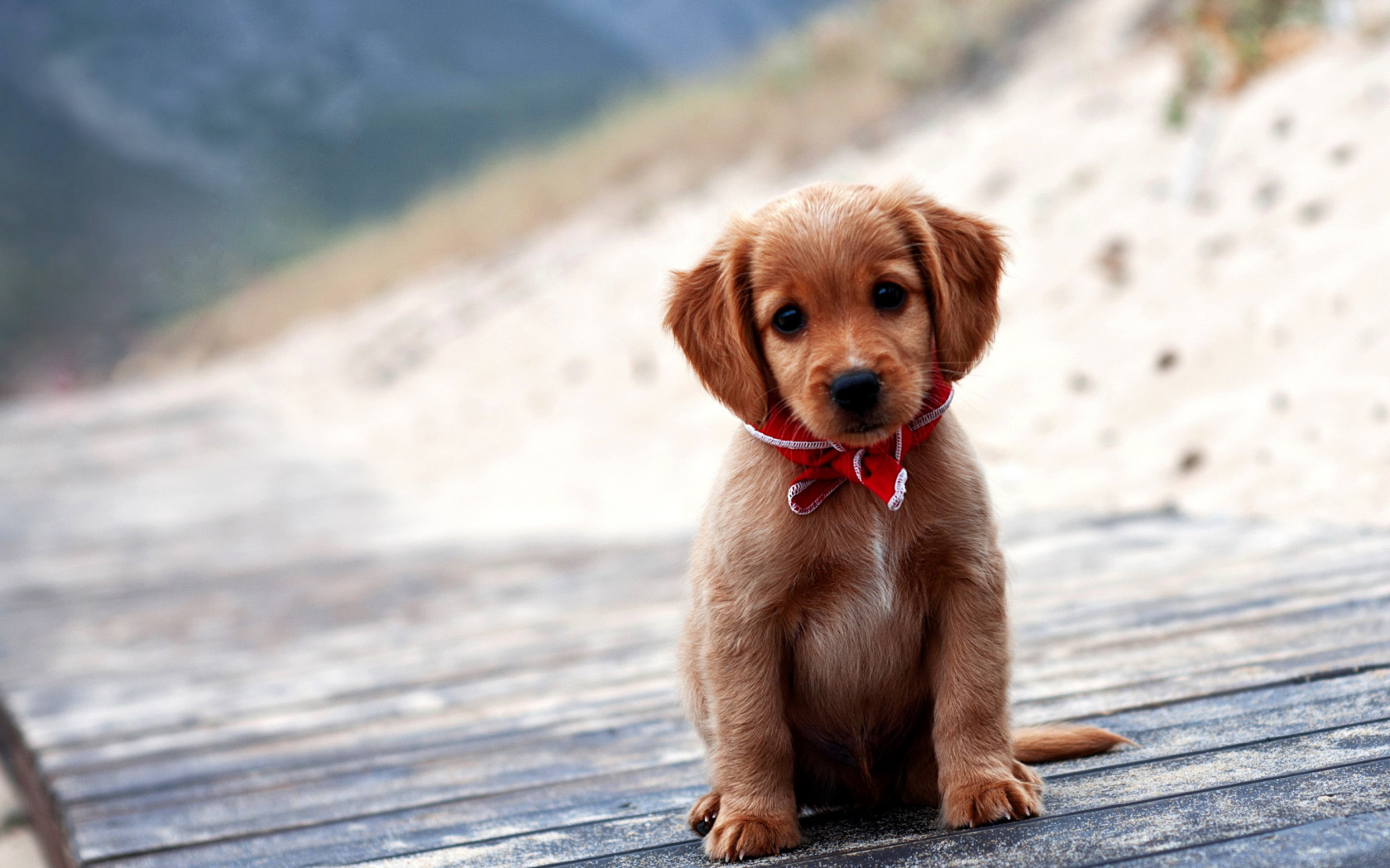 Fondo de pantalla Beagle Puppy 1680x1050