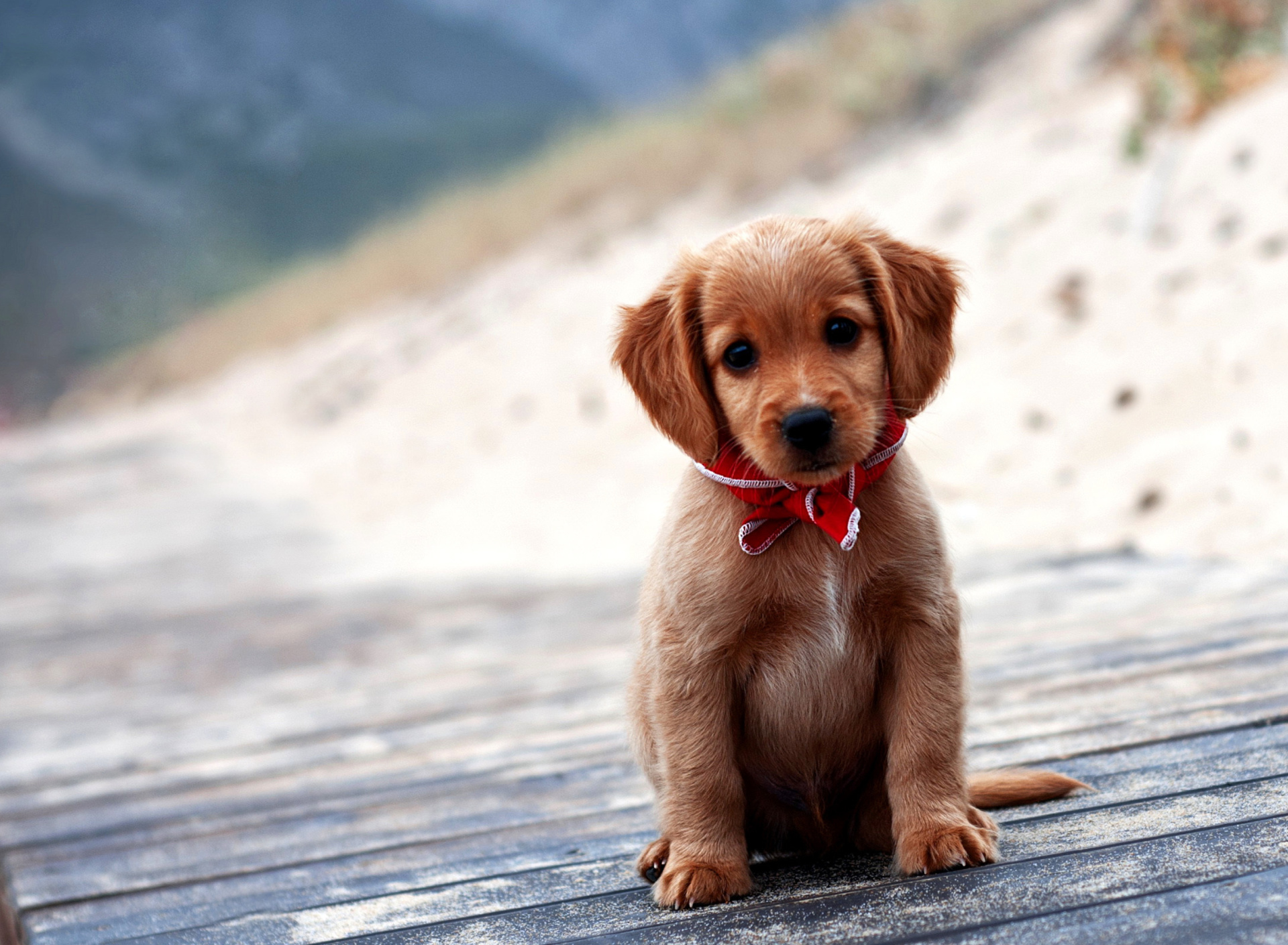 Обои Beagle Puppy 1920x1408