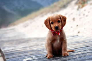 Free Beagle Puppy Picture for Android, iPhone and iPad