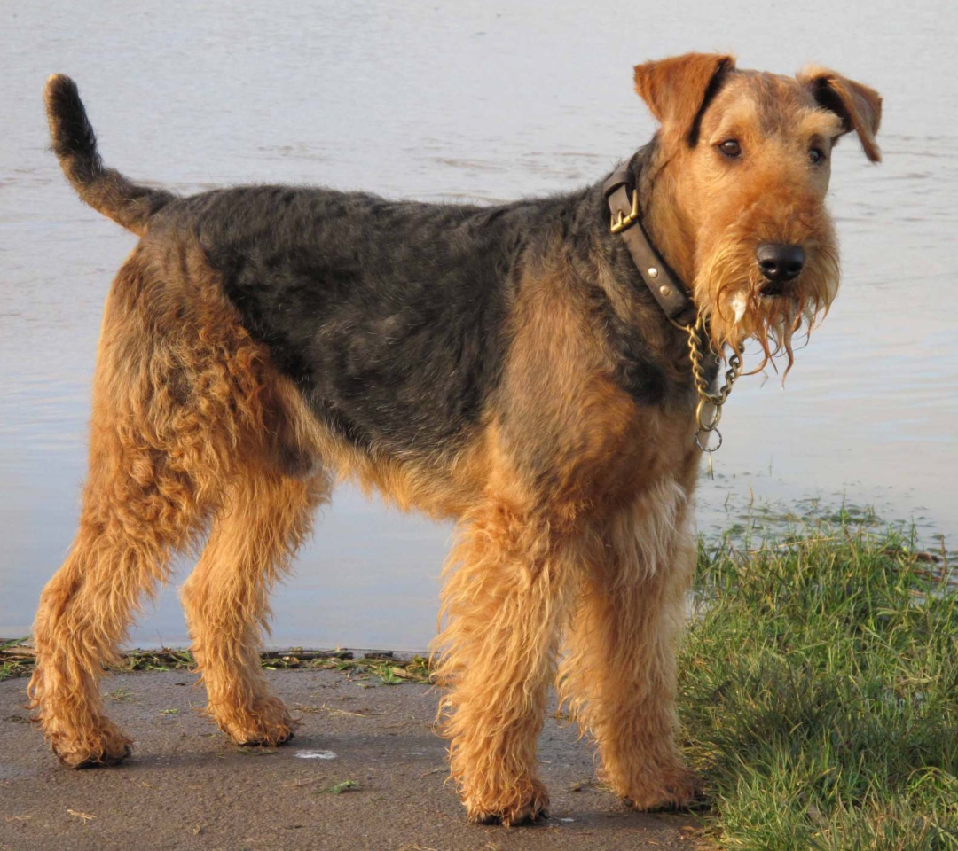 Airedale Terrier wallpaper 1080x960