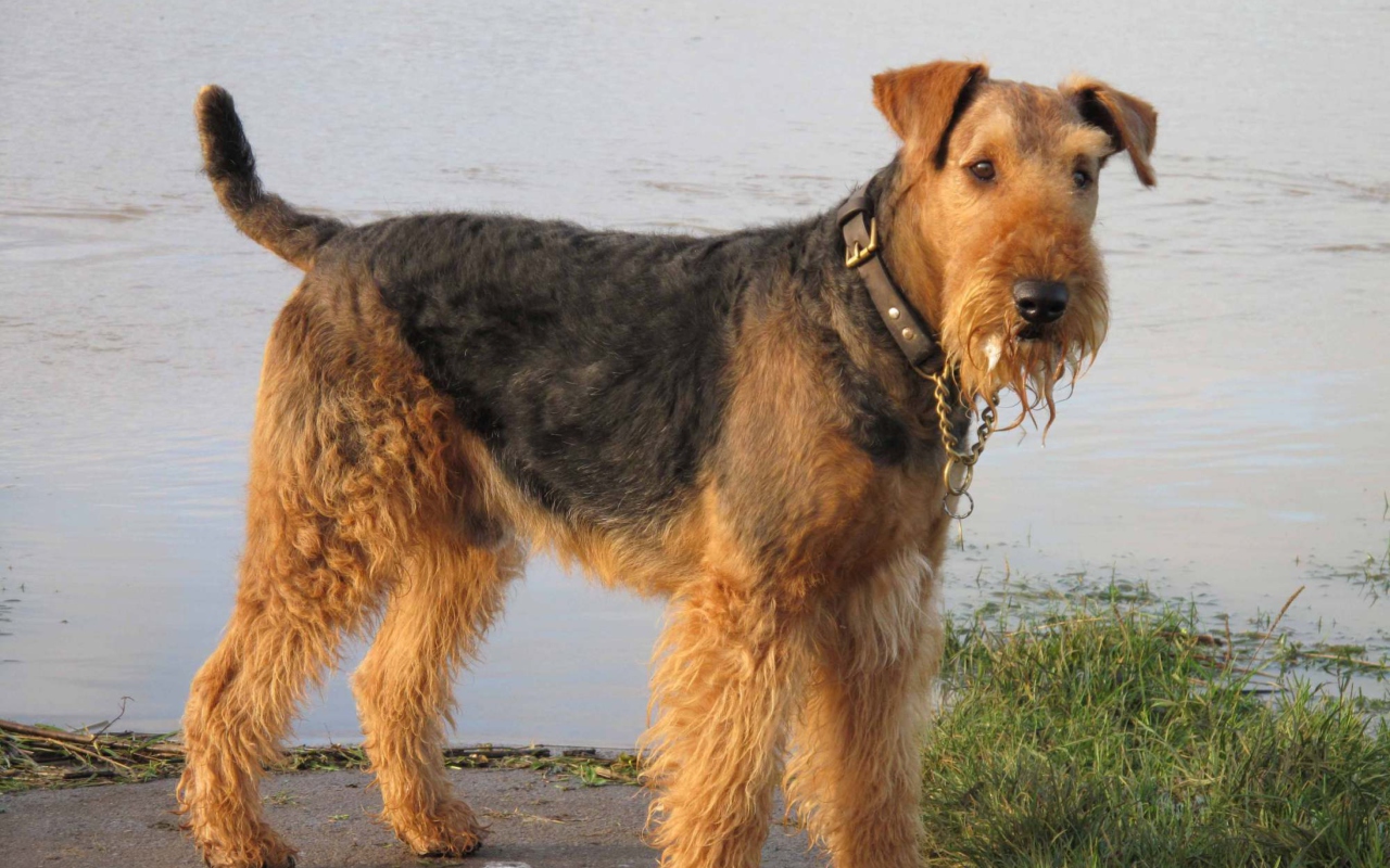 Airedale Terrier wallpaper 1280x800