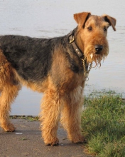 Airedale Terrier wallpaper 176x220