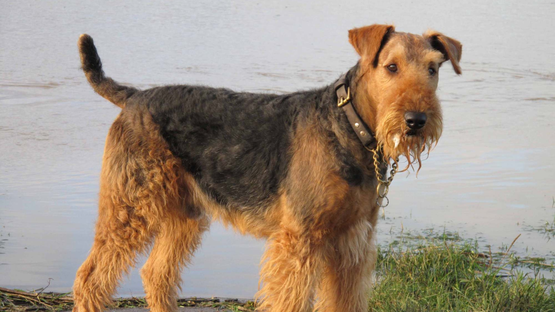 Airedale Terrier wallpaper 1920x1080