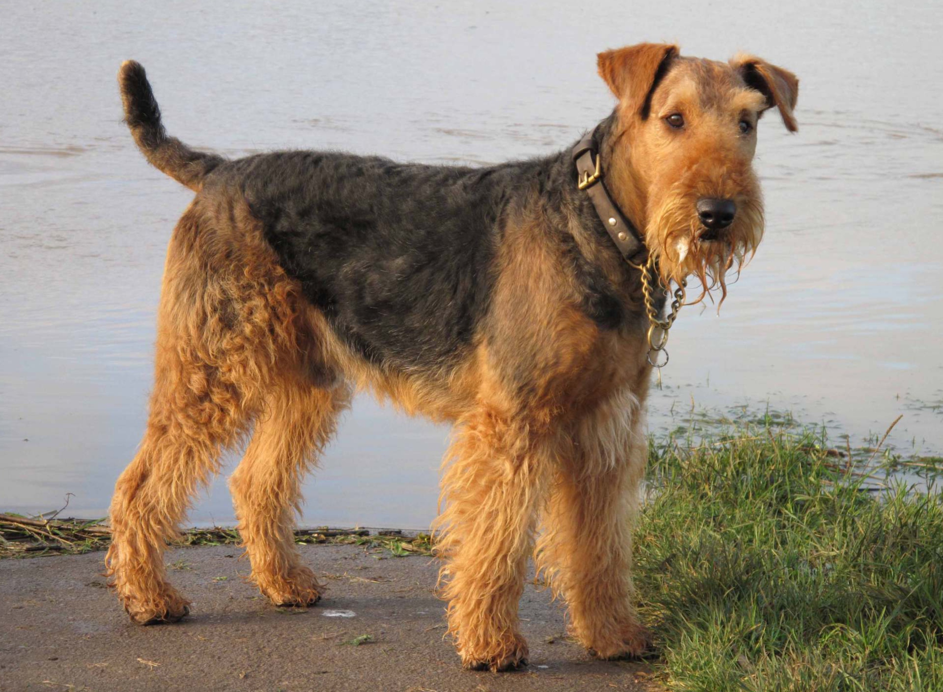Airedale Terrier wallpaper 1920x1408