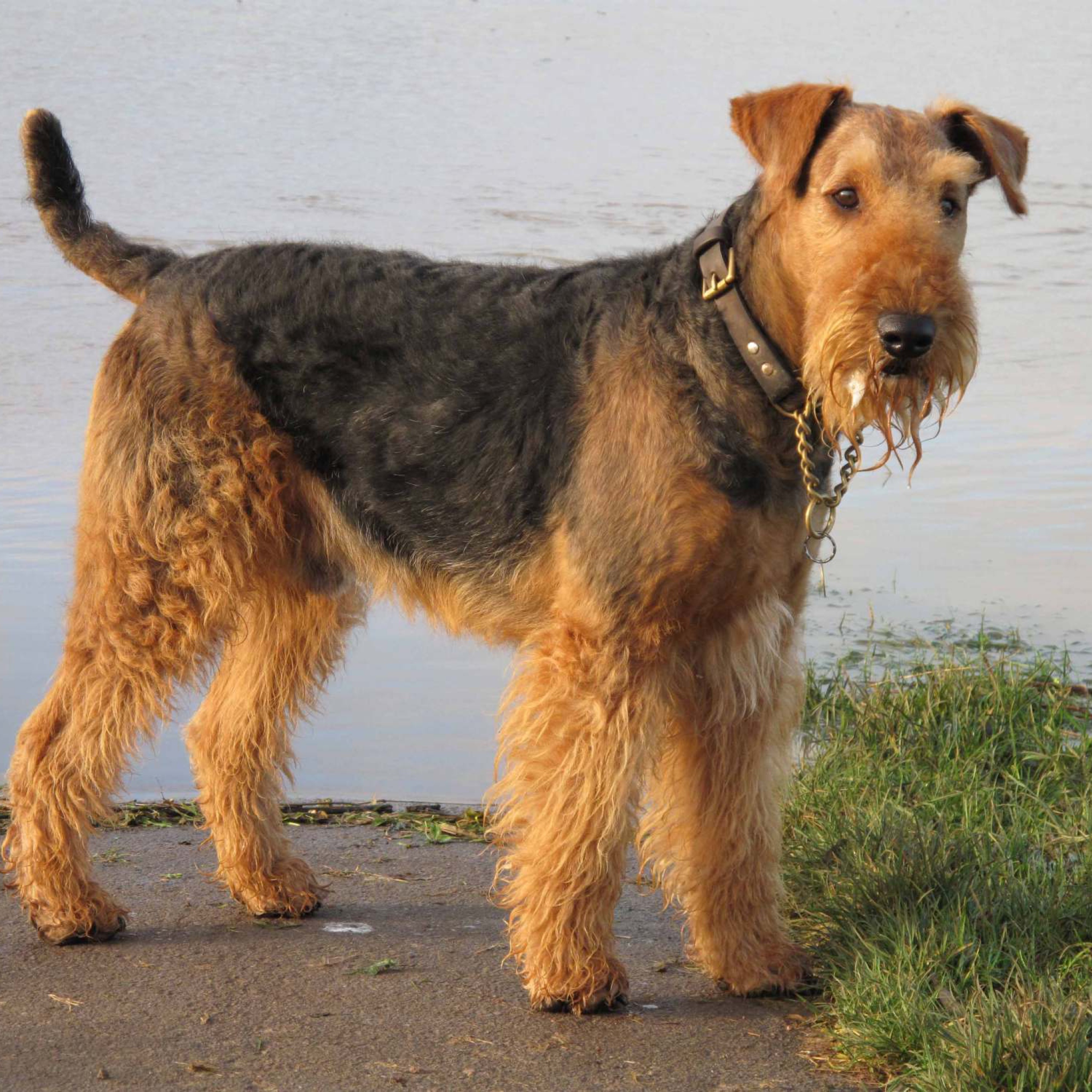 Airedale Terrier wallpaper 2048x2048