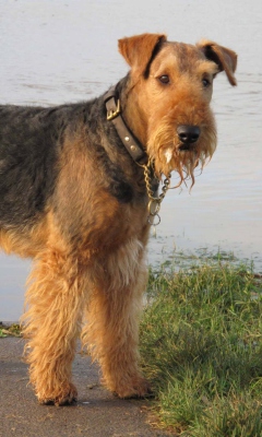 Fondo de pantalla Airedale Terrier 240x400