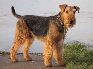 Airedale Terrier wallpaper 320x240