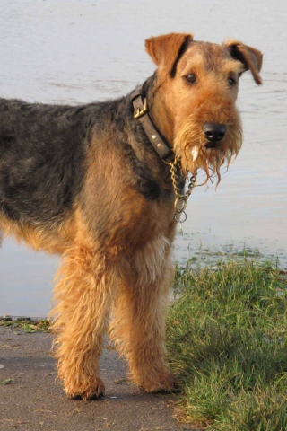 Airedale Terrier wallpaper 320x480