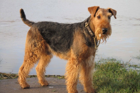 Airedale Terrier wallpaper 480x320