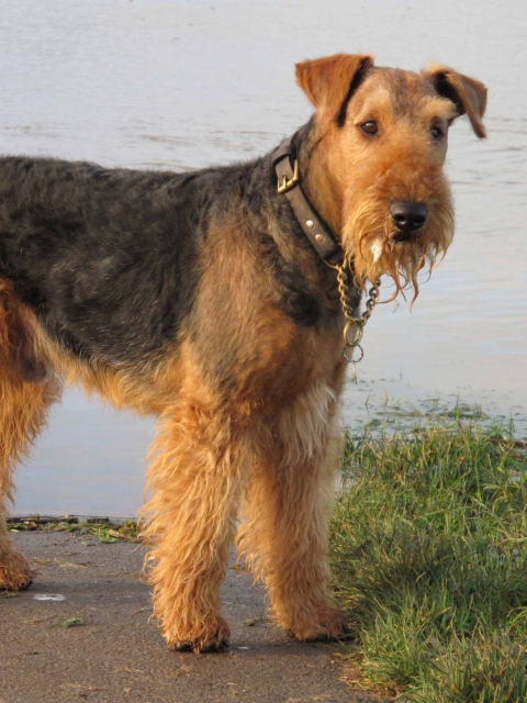 Airedale Terrier wallpaper 480x640