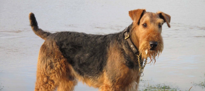 Airedale Terrier wallpaper 720x320