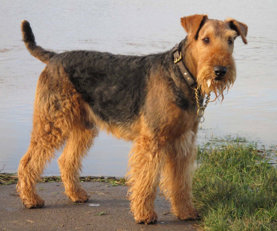 Fondo de pantalla Airedale Terrier 960x800