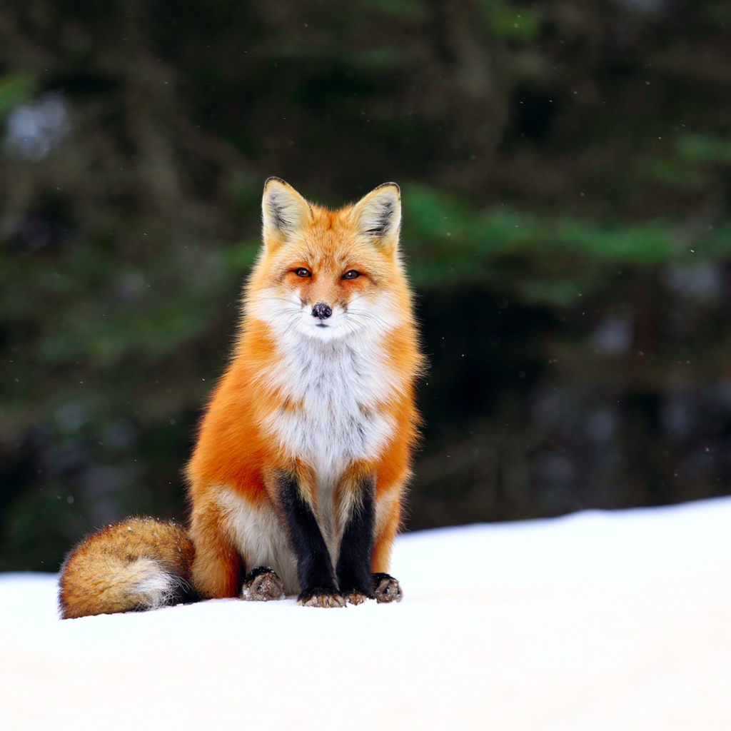 Sfondi Fox on Snow 1024x1024