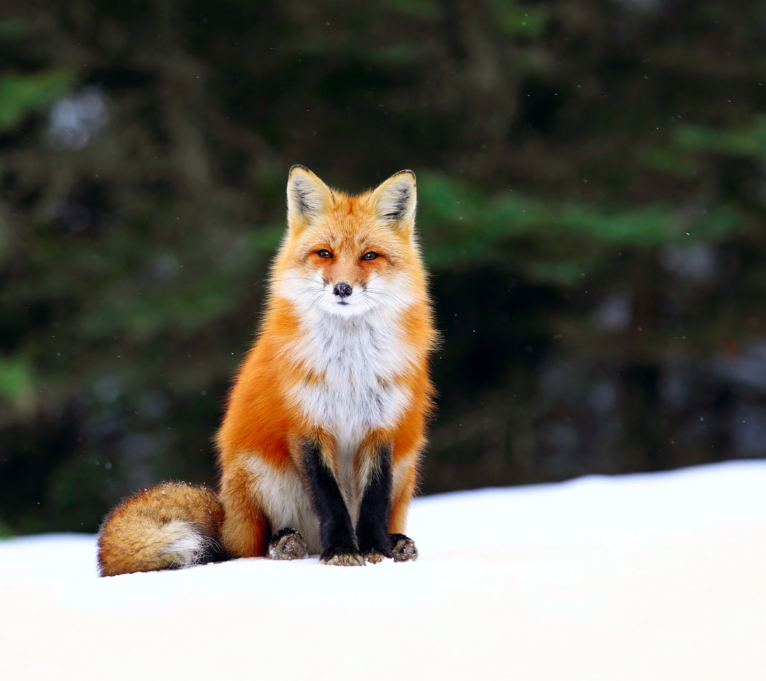 Fox on Snow wallpaper 1080x960