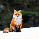 Das Fox on Snow Wallpaper 128x128