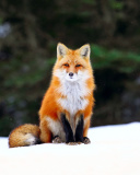 Fox on Snow wallpaper 128x160