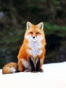 Fox on Snow wallpaper 132x176