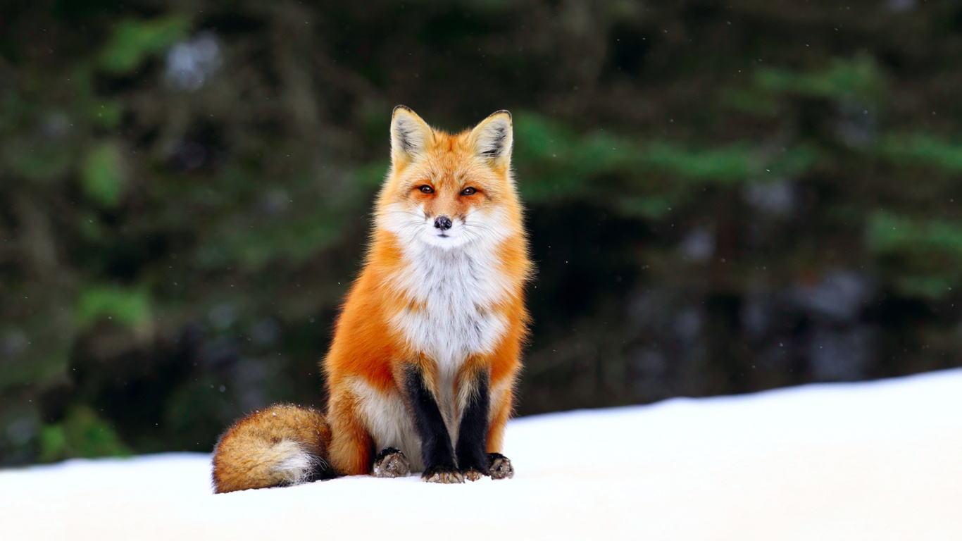 Обои Fox on Snow 1366x768