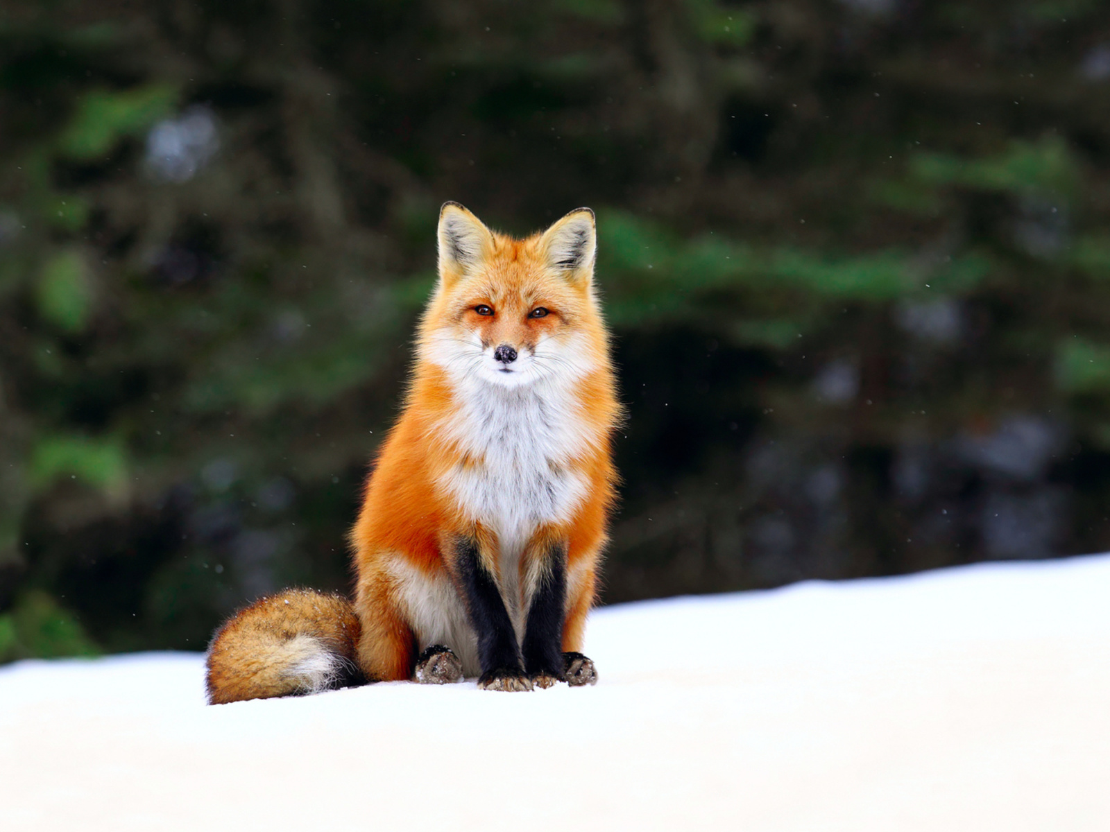 Fox on Snow screenshot #1 1600x1200