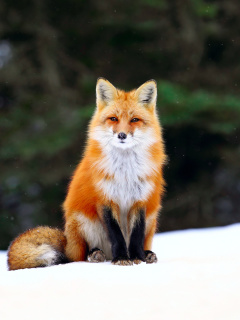 Обои Fox on Snow 240x320