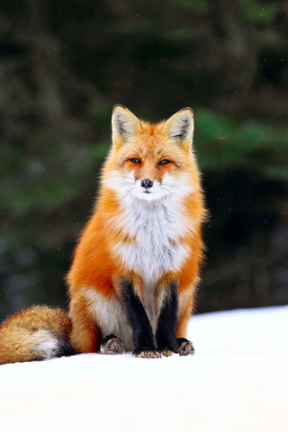 Sfondi Fox on Snow 320x480