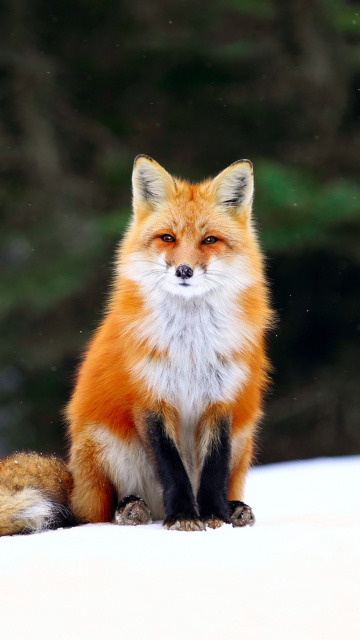 Обои Fox on Snow 360x640