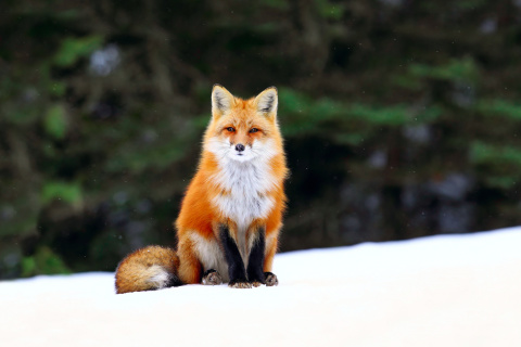 Обои Fox on Snow 480x320