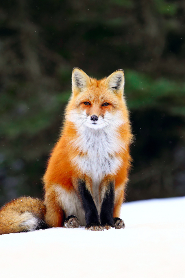 Fondo de pantalla Fox on Snow 640x960