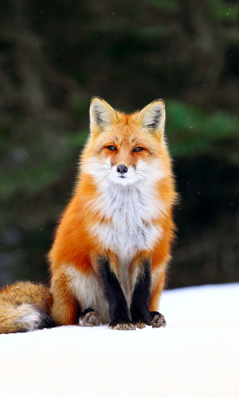 Обои Fox on Snow 768x1280