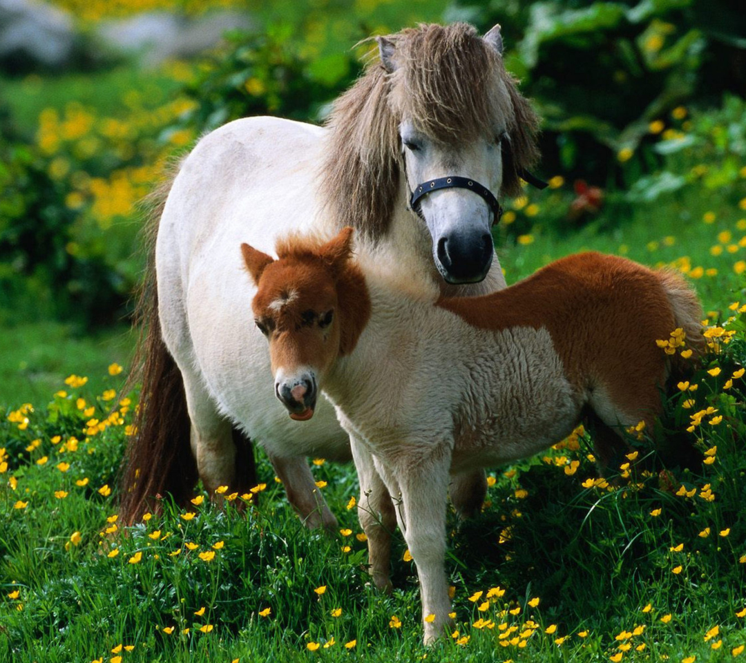 Das Pony Family Wallpaper 1080x960