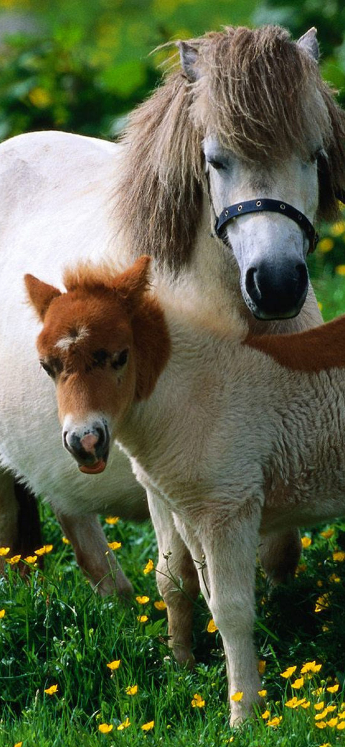 Маленькая лошадка пони. Фалабелла лошадь. Пони породы Фалабелла. Шетлендский пони с жеребенком. Пони шетлендской породы.