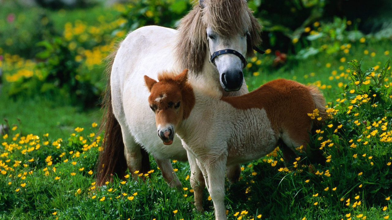 Fondo de pantalla Pony Family 1280x720