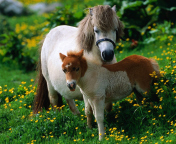 Обои Pony Family 176x144