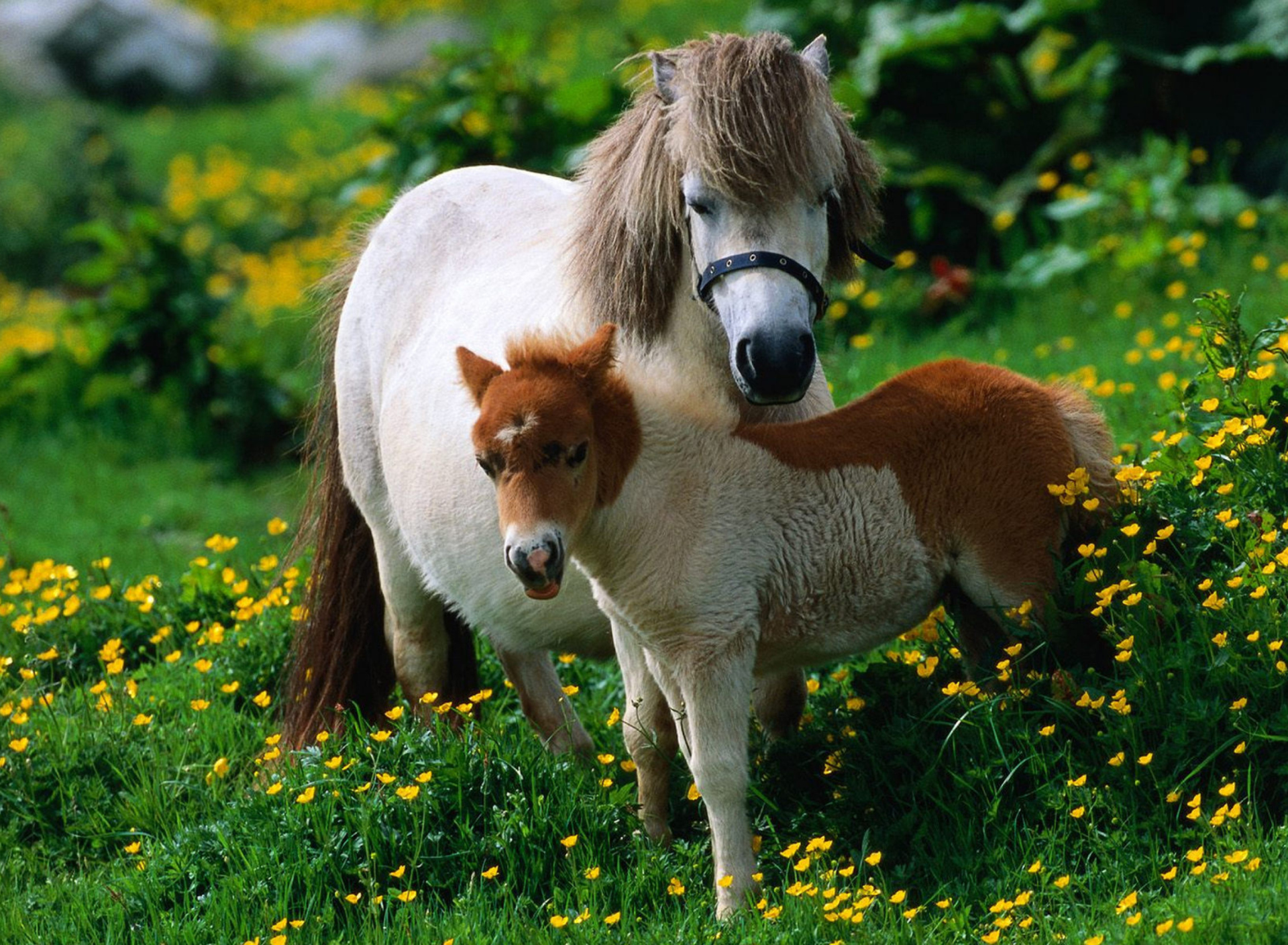 Sfondi Pony Family 1920x1408