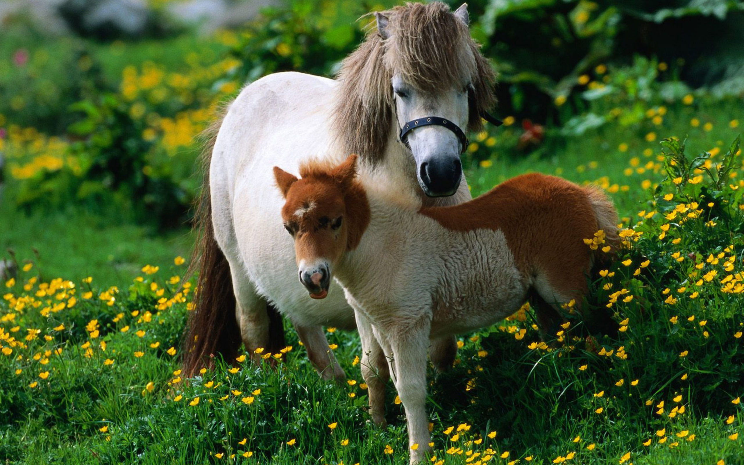 Обои Pony Family 2560x1600