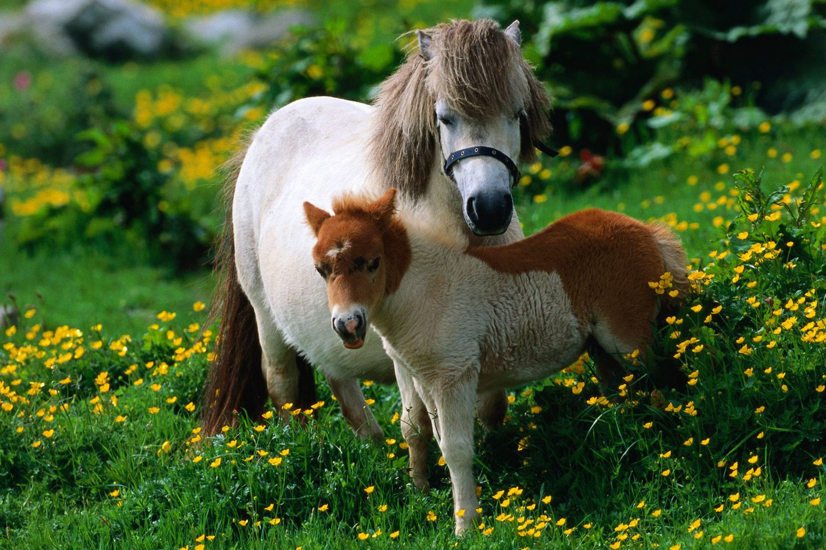 Обои Pony Family 2880x1920