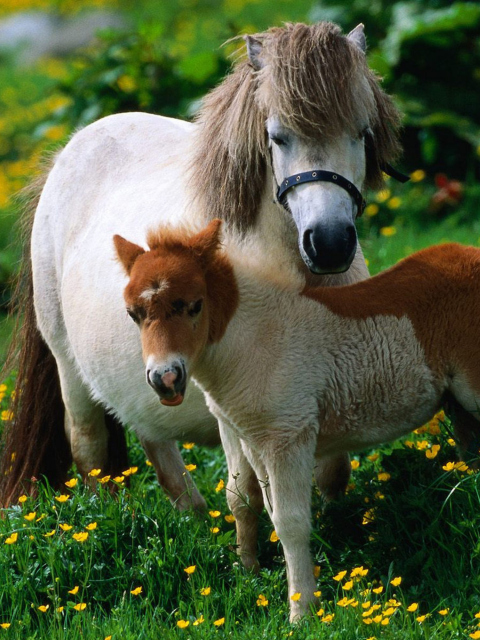Обои Pony Family 480x640