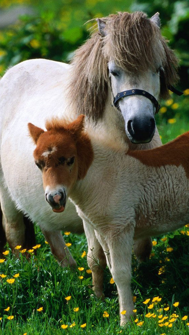 Das Pony Family Wallpaper 640x1136