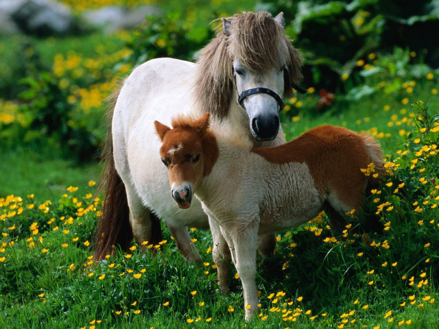 Das Pony Family Wallpaper 640x480