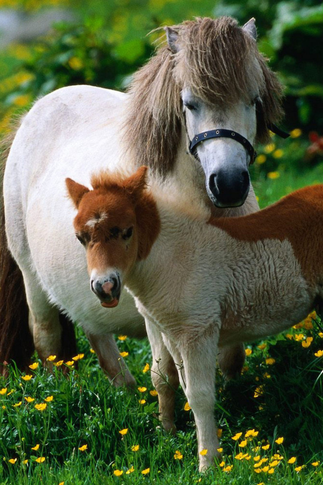 Sfondi Pony Family 640x960