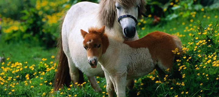 Обои Pony Family 720x320
