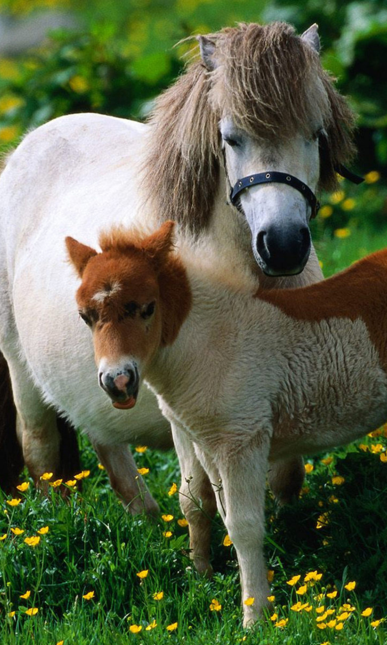 Обои Pony Family 768x1280