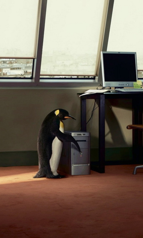 Sfondi Penguin and Computer 480x800